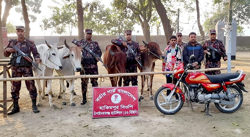 চাঁপাইনবাবগঞ্জ সীমান্তে ৪টি ভারতীয় গরু সহ ২ চোরাকারবারি গ্রেপ্তার